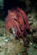 Octopus macropus